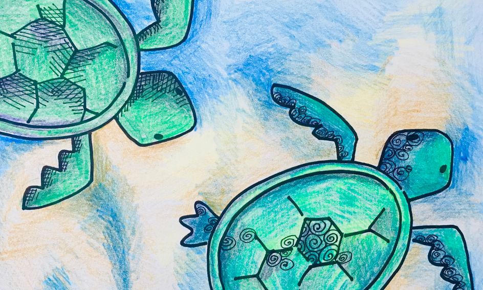 Draw It Sea Turtles Small Online Class For Ages 7 12 Outschool