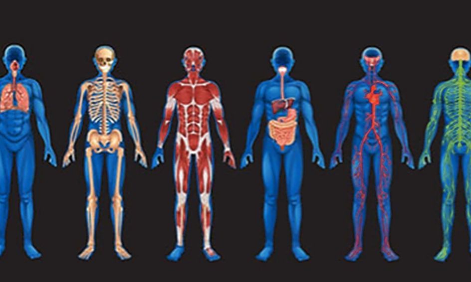 The Science of Human Body Systems (HBS) | Small Online Class for Ages 14-18 | Outschool