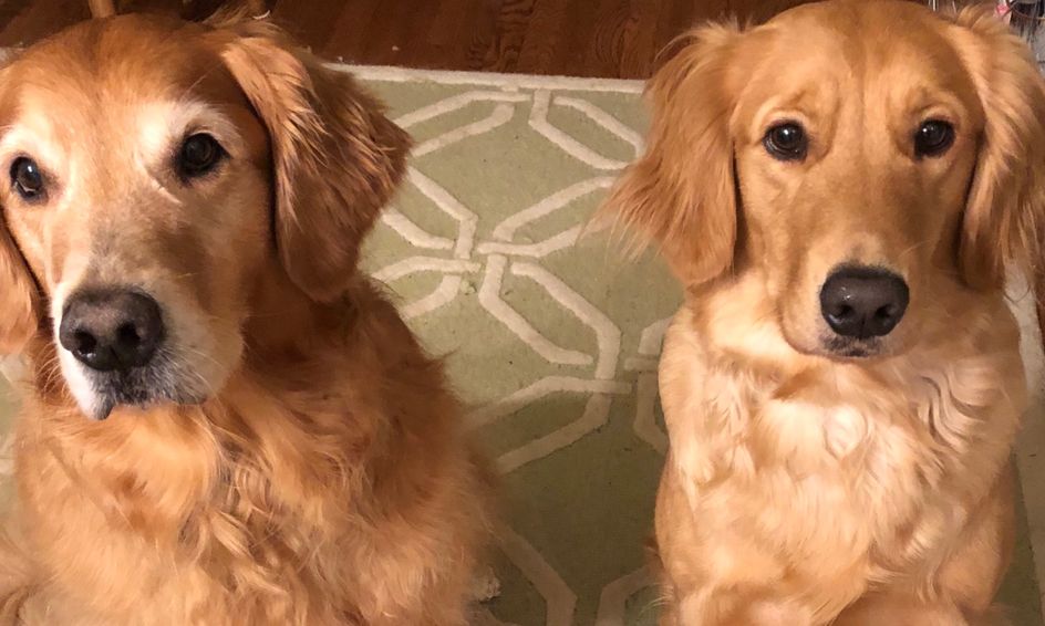 Golden Retriever Lovers Club Small Online Class For Ages 8 12 Outschool