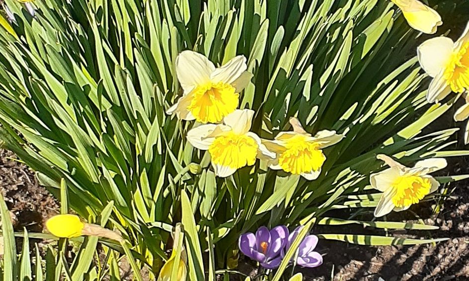 Spring Themed Spanish Class La Primavera Small Online Class For Ages 5 7 Outschool