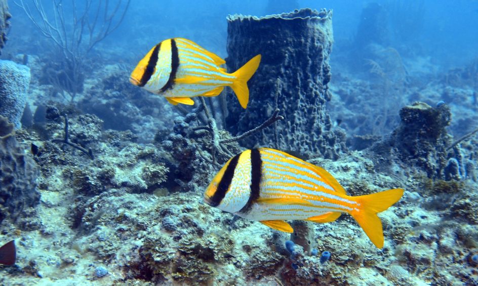 Intro To Scuba Diving Small Online Class For Ages 7 12 Outschool