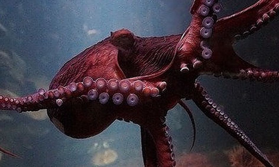 Tree Of Life Molluscs Small Online Class For Ages 10 15 Outschool