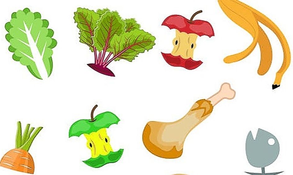 Sustainability 101 Food Scraps Small Online Class For Ages 6