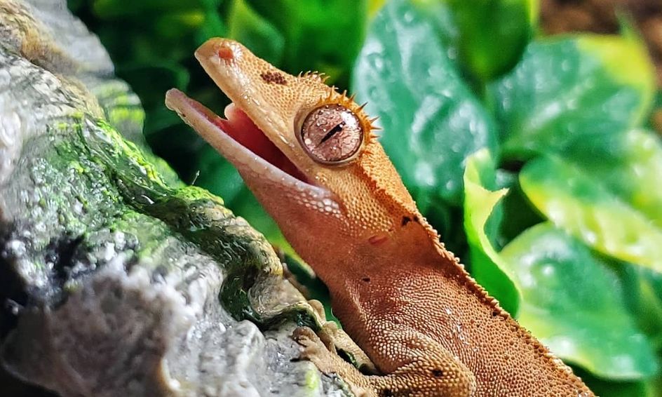 Crested Gecko For Sale