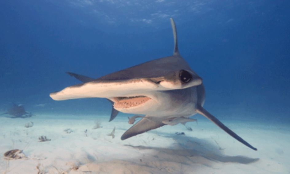 pics Creepy Cool Shark Drawings all about the hammerhead shark creepy cool unique shark small online class for ages 3 8