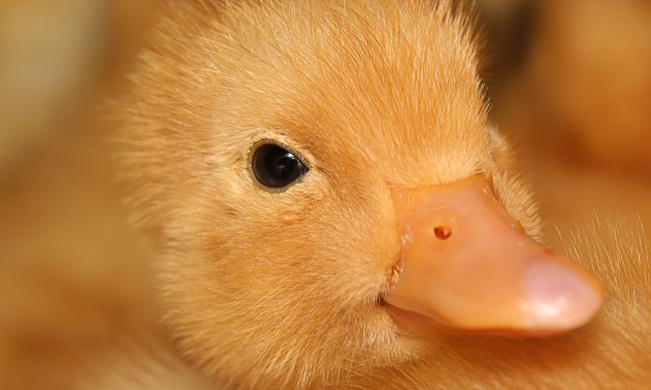 Inside a Duck Egg: Let's Look at a Duck Embryo! | Small Online Class