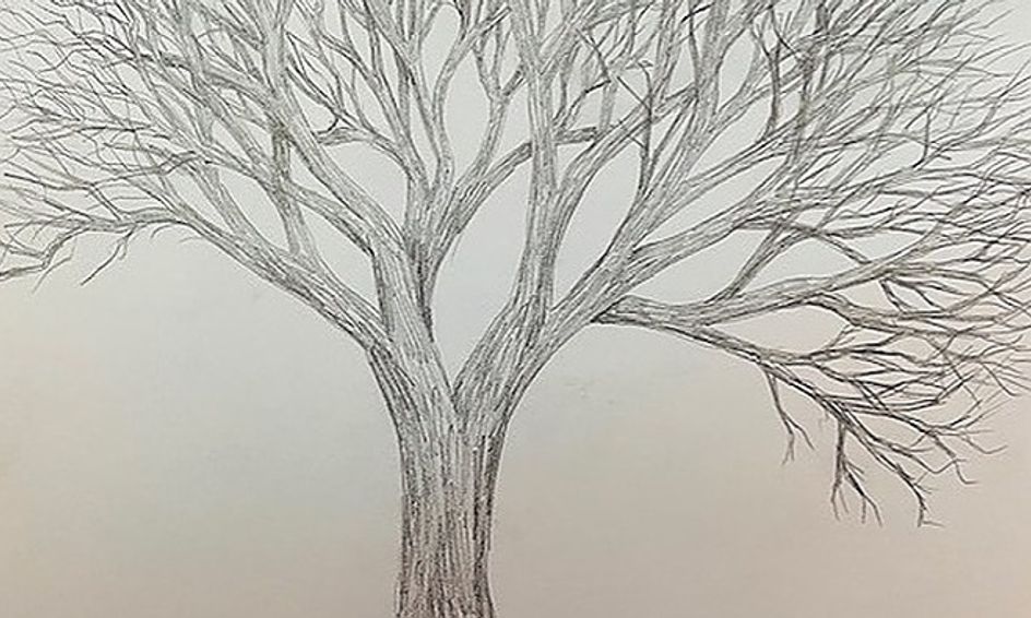 Draw a Realistic Tree Small Online Class for Ages 914 Outschool