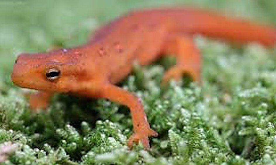 Newts: Learning All About Aquatic Salamanders | Small Online Class for