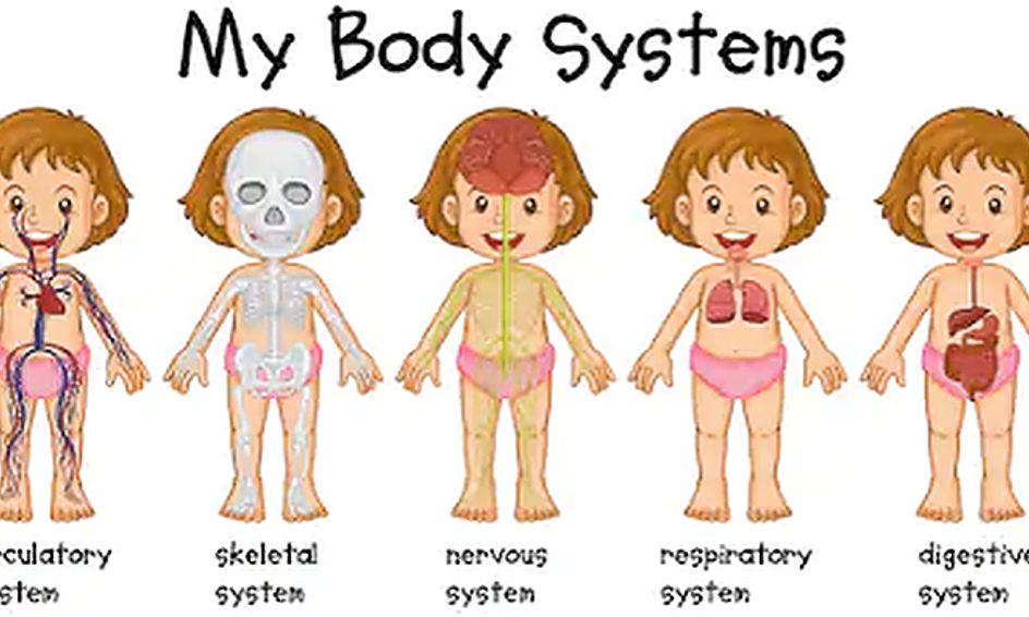 Middel Gehoorzaamheid verzekering The Human Body for Kids! | Small Online Class for Ages 8-11 | Outschool