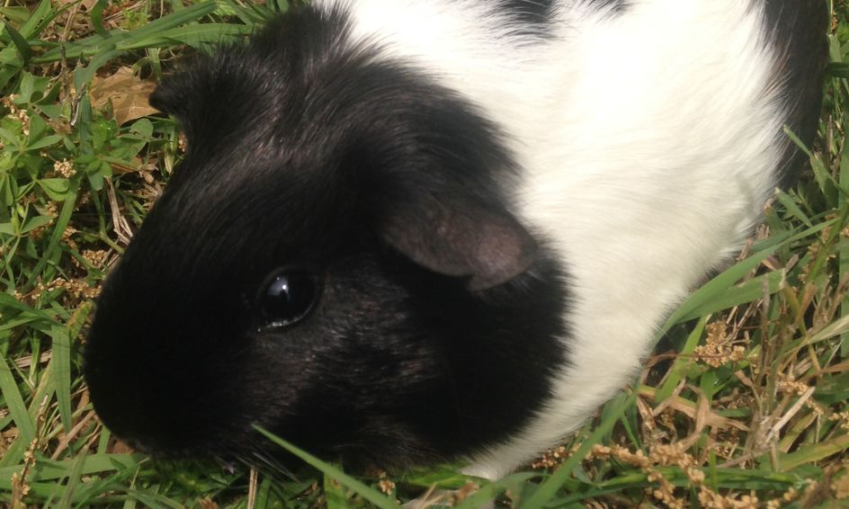 Guinea Pig Care 101 Small Online Class For Ages 7 12 Outschool