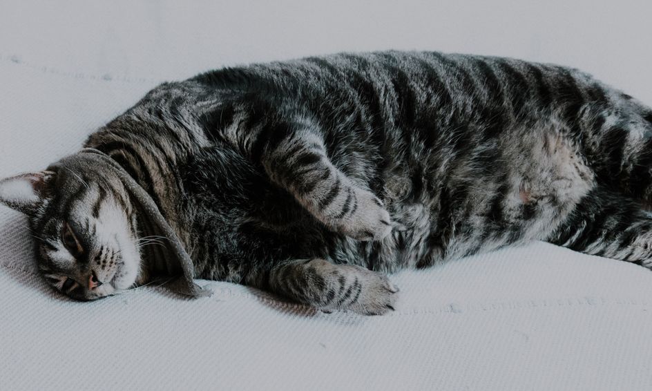Pets Make Life Better Show And Tell Small Online Class For Ages