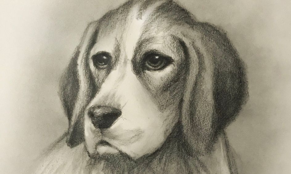 Sketching Learn How To Sketch A Dog Beagle Small Online Class For Ages 10 15 Outschool I was doing homework and found this little beagle drawing in the back of my notebook. sketching learn how to sketch a dog beagle small online class for ages 10 15