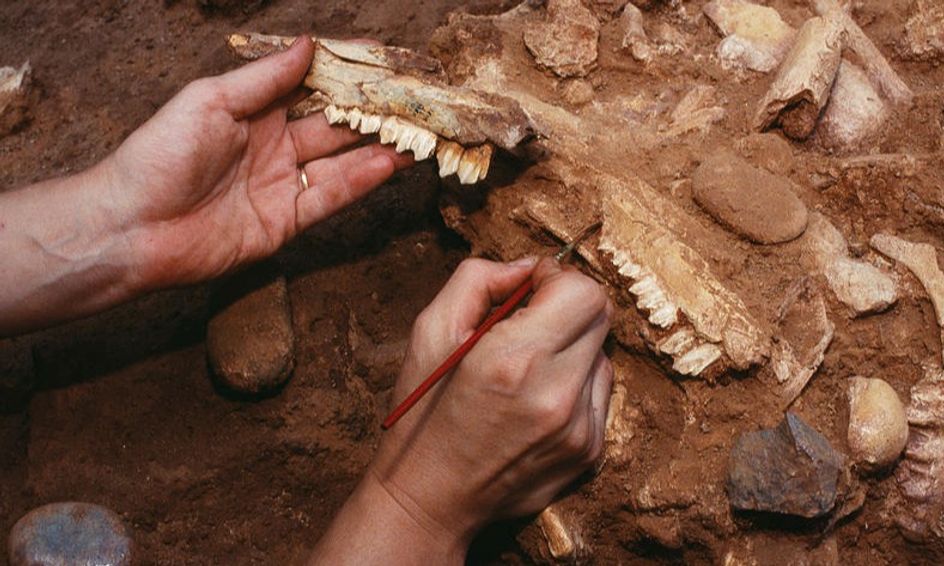 Can You Dig It Intro To Archaeology Small Online Class For Ages 9 14 Outschool