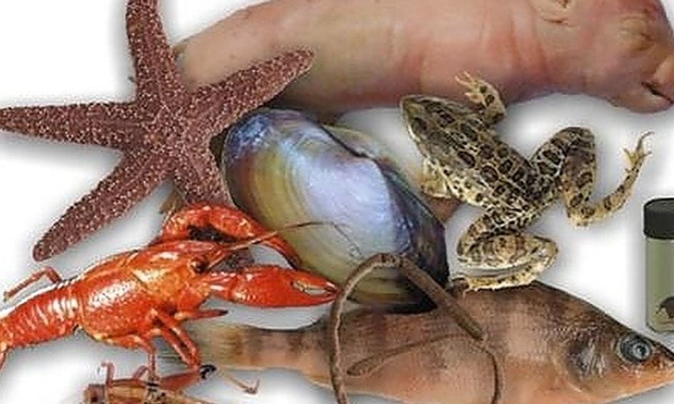 Dissection Lab Small Online Class For Ages 10 15 Outschool