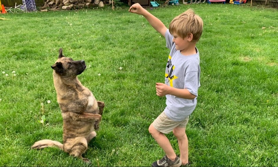 Trick Dog Teach Your Dog Shake Gopher Spin And Make Bed Small