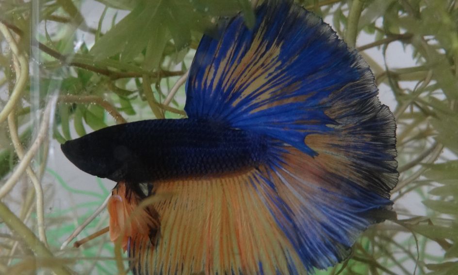 fresh water aquarium fish enthusiast and social club small online class for ages 12 16
