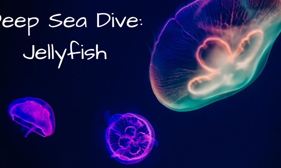 Deep Sea Dive Jellyfish Ages 4 5 Small Online Class For Ages 4 5 Outschool
