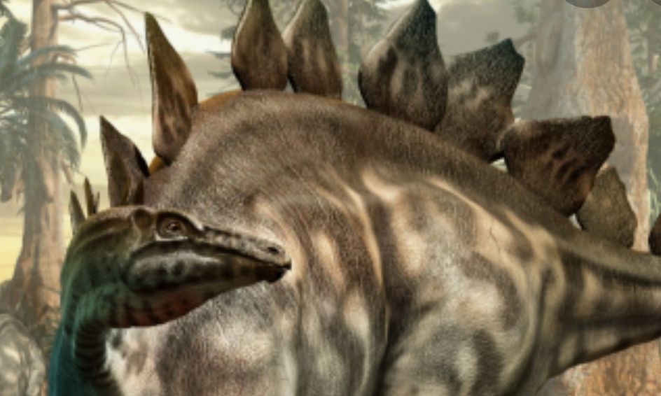 about stegosaurus