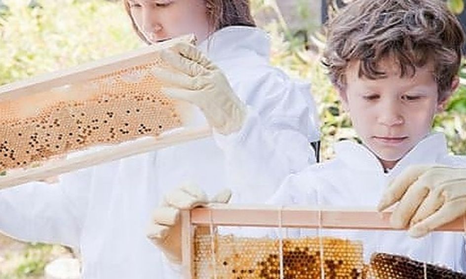 Online Beginner Beekeeping Class Scottsville Supply Co
