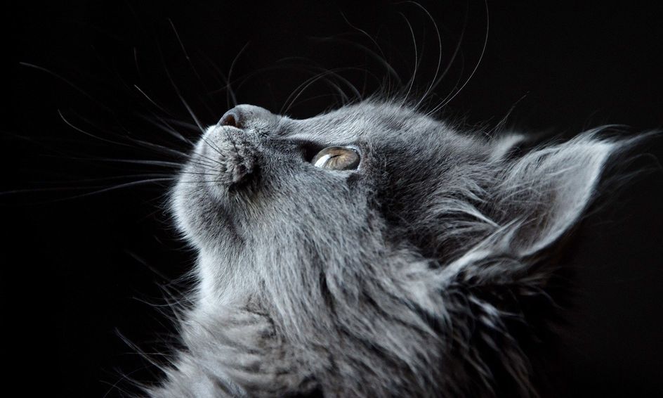 You Be The Vet Case Study 3 The Sick Cat Small Online Class For