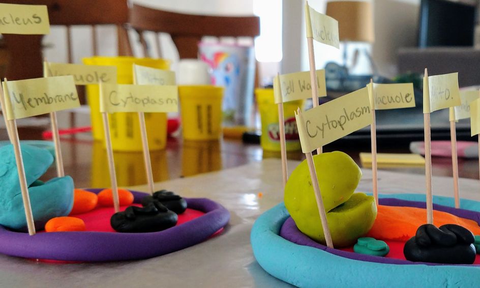 Cell Ebrate Cells Make A Plant Cell Model Small Online Class