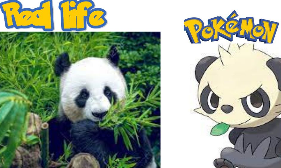 Real Life Pokemon The Science Of Pandas Small Online Class For Ages 6 9 Outschool