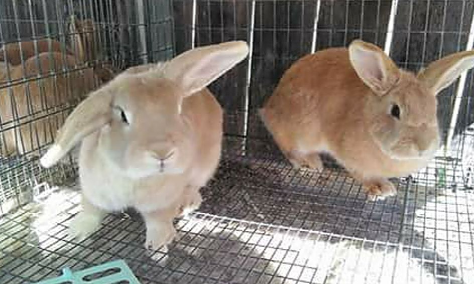 recognized arba rabbit breeds small online class for ages 13 18