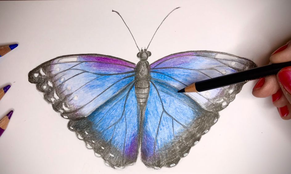Let S Draw A Butterfly In Colour Pencil Artist Led Class Small Online Class For Ages 8 12 Outschool