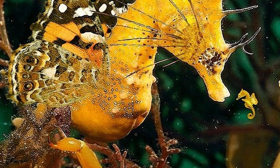 photoshop digital design editing small online class for ages 12 18