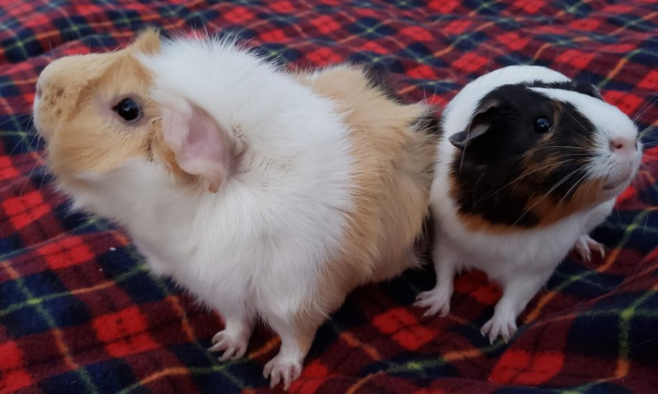 Pet Care Guinea Pigs Galore With Guinea Pig Guest Ages 6 9 Small Online Class For Ages 6 9 Outschool - hamster roblox guest