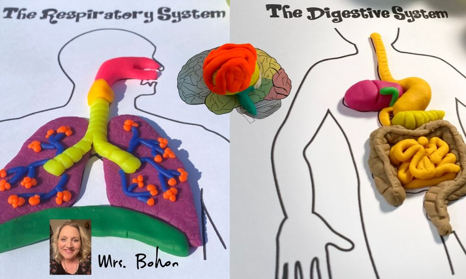 Build A Heart Brain Lungs And Digestive System Using Modeling Clay Flex Small Online Class For Ages 6 11 Outschool