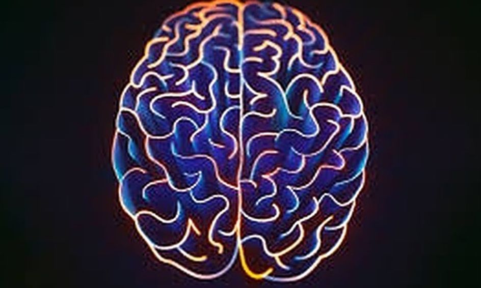Motor And Sensory Neuroanatomy For Beginners Small Online Class