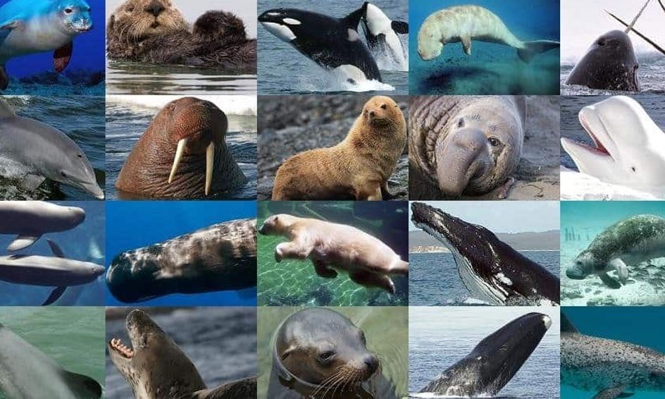 Marine Mammals - Learn About Fascinating Ocean Mammals- On-Going