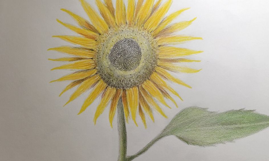 Featured image of post How To Draw A Realistic Sunflower / Learn to draw a pretty sunflower.