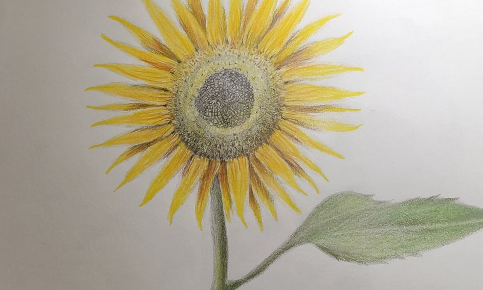 Sunflower Shading And Coloring Using A Pencil And Colored Pencils Small Online Class For Ages 7 12 Outschool 4,020 flower colored pencils products are offered for sale by suppliers on alibaba.com, of which colored pencils accounts for 1%, standard pencils accounts for 1%. sunflower shading and coloring using a pencil and colored pencils small online class for ages 7 12