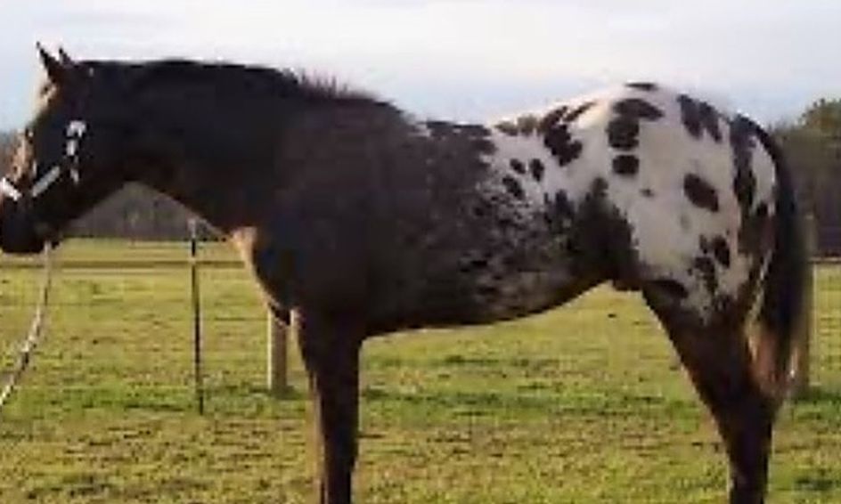 Learning With Horses 101 Fall 2020 Small Online Class For Ages