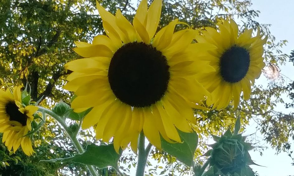 Get Good At Gardening Small Online Class For Ages 11 15 Outschool
