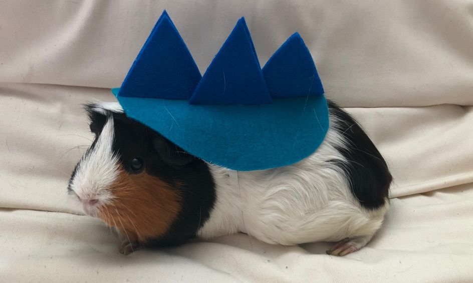 Guinea Pig And Rabbit Halloween Costume Making Dragon Small Online Class For Ages 8 13 Outschool