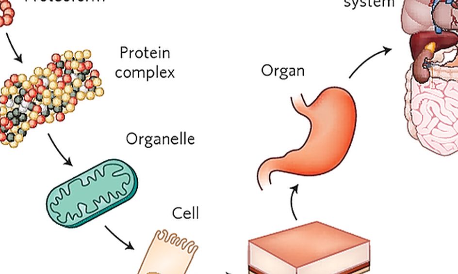 the name of the structural unit of human body