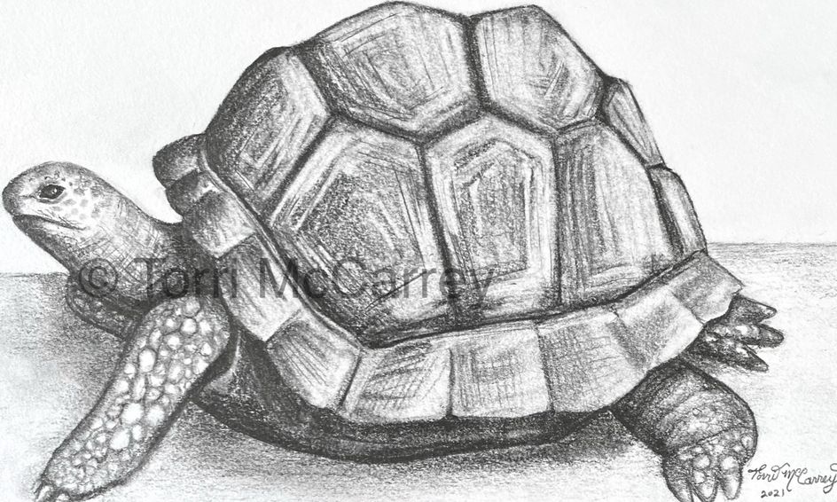 Animal Art Realistic Tortoise Sketch Small Online Class for Ages 10