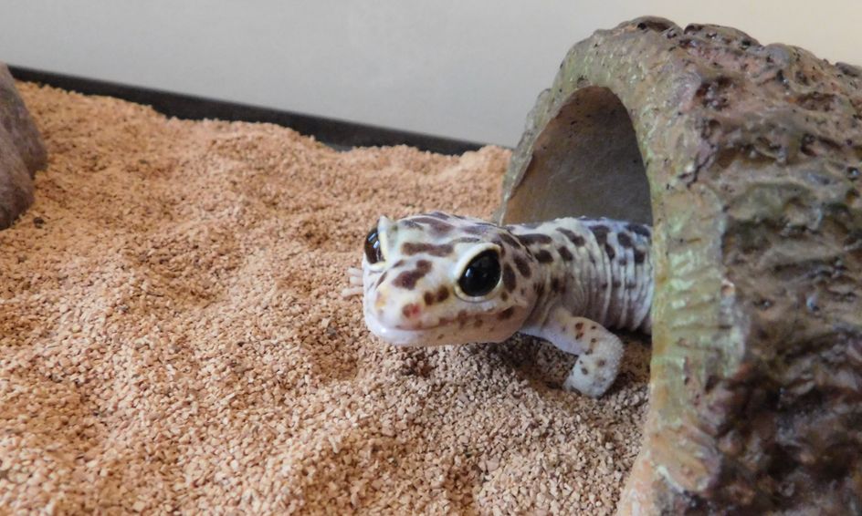 How To Care For A Pet Leopard Gecko Small Online Class For Ages 10 18 Outschool