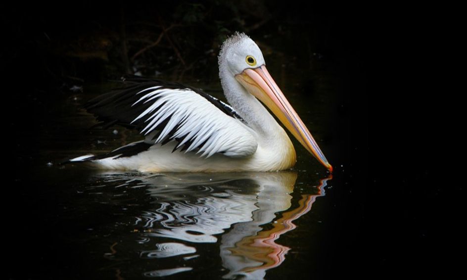 Zoology An Introduction Flex Small Online Class For Ages 9