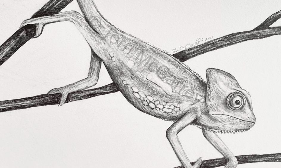 Animal Art Realistic Chameleon Lizard Sketch Small Online Class For Ages 10 15 Outschool