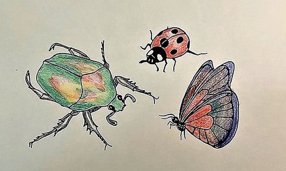 Backyard Bugs Drawing Our Six Legged Friends And Foes Small