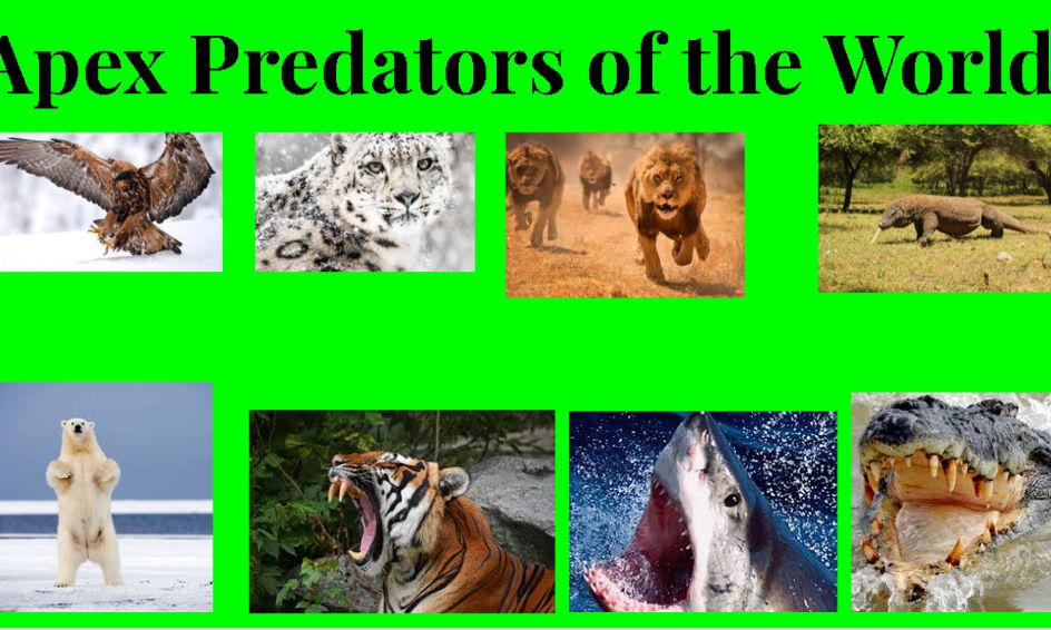 Apex Predators of the World | Small Online Class for Ages 7-11 | Outschool
