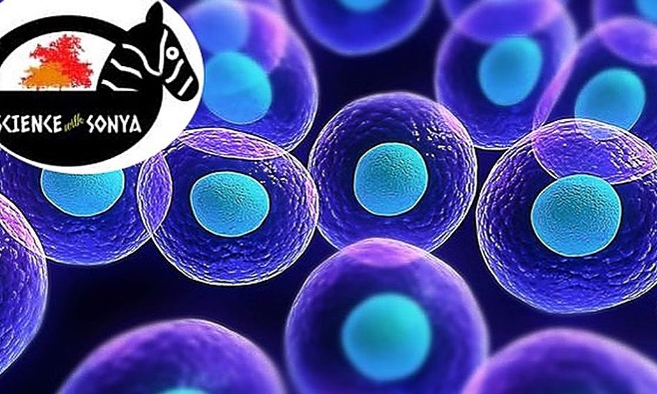 Biology Core Curriculum Test Prep Now I Understand Life Semester 1 Part 1 Small Online Class For Ages 10 15 Outschool