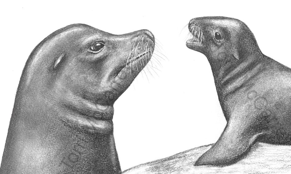 Sea Animal Art Realistic Sea Lions Sketch Small Online Class For Ages 10 15 Outschool