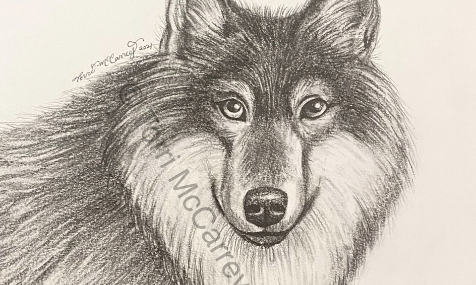 Animal Art Realistic Wolf Sketch Small Online Class For Ages 10 15 Outschool