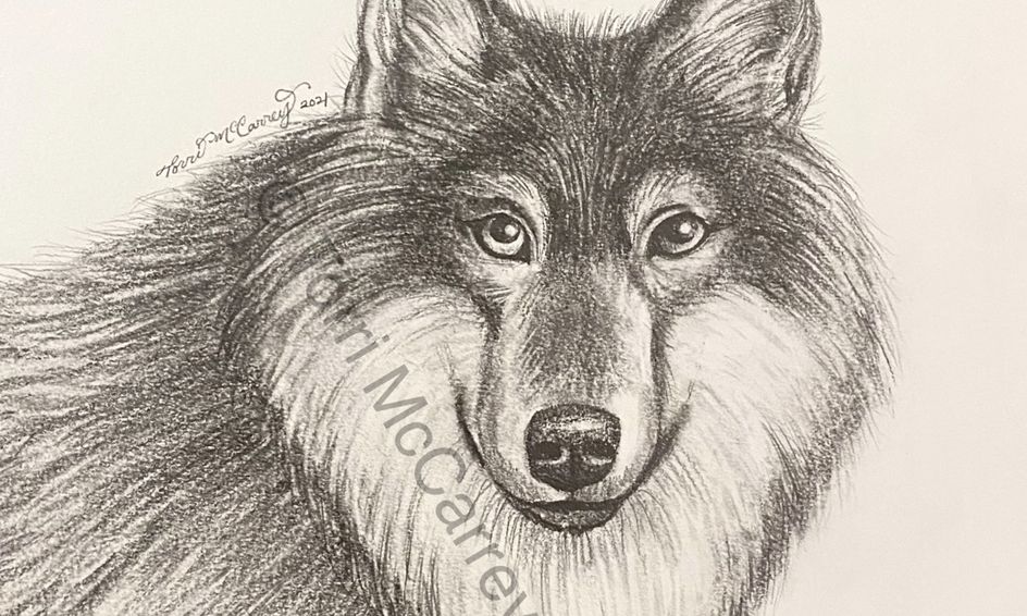 animal art realistic wolf sketch small online class for ages 10 15