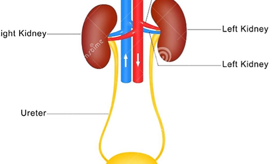Anatomy And Physiology The Urinary System Small Online Class